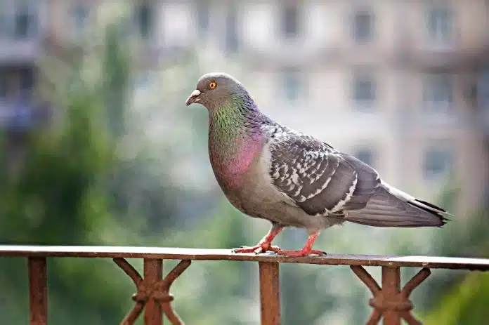 Protéger son balcon : les remèdes de grand-mère efficaces contre les pigeons